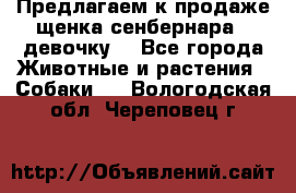 Предлагаем к продаже щенка сенбернара - девочку. - Все города Животные и растения » Собаки   . Вологодская обл.,Череповец г.